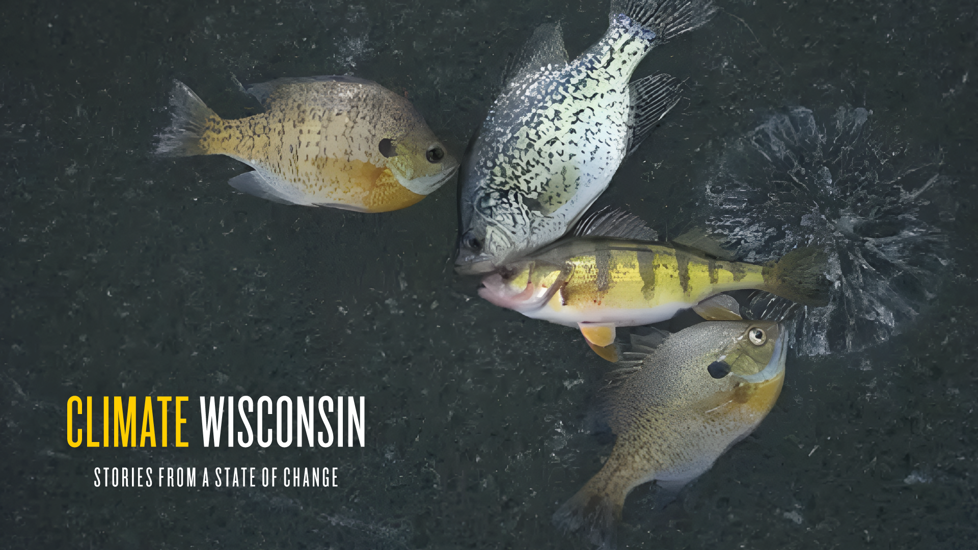 Freshly caught panfish lying on the ice of a Wisconsin lake